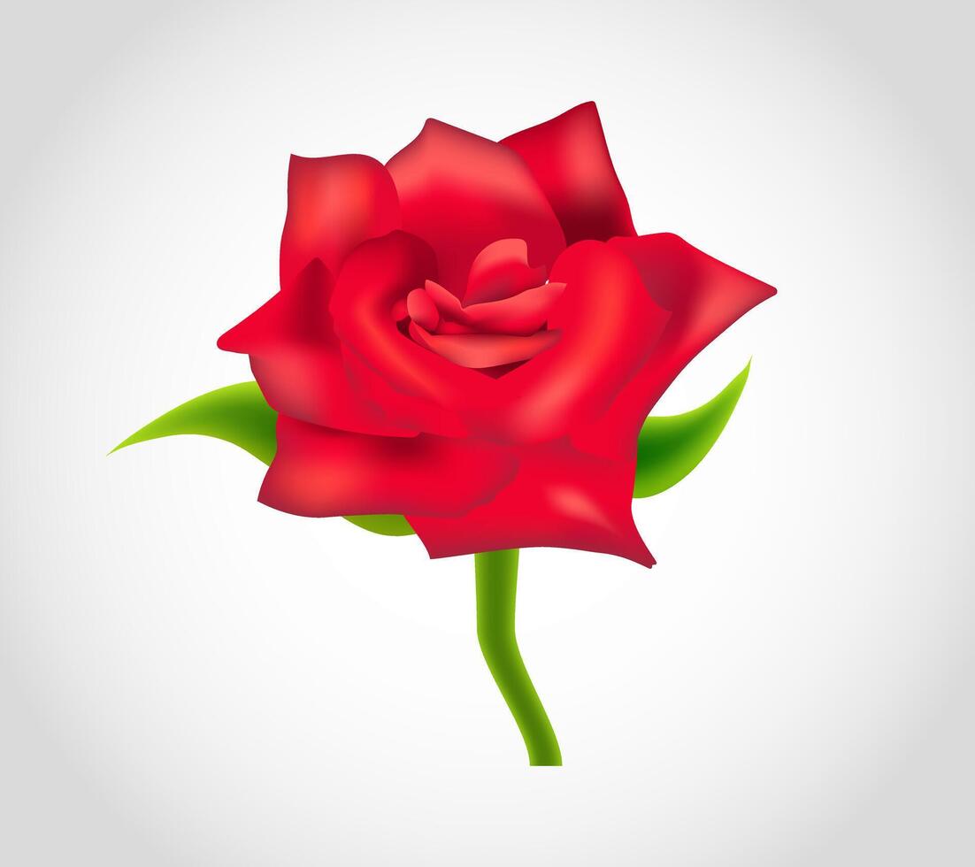 Realistic red rose, Flower illustration on white background, 3d flower red flower design, wedding bouquet and valentine greeting card vector