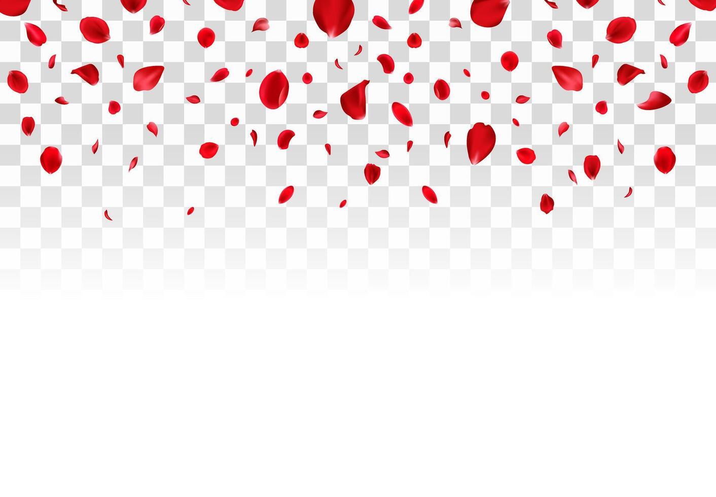 Realistic red rose petals with white background. Valentine love, spring and wedding floral cherry blossom background vector