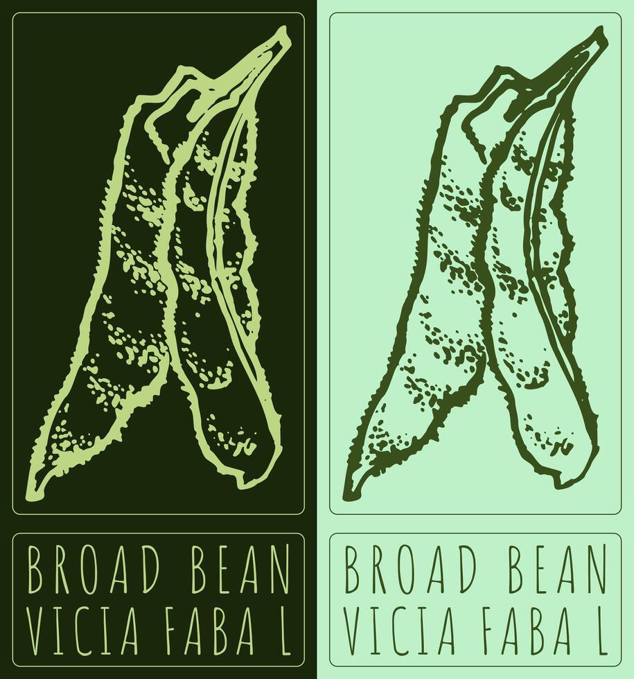 Drawing BROAD BEAN. Hand drawn illustration. Latin name is Vicia faba L. vector