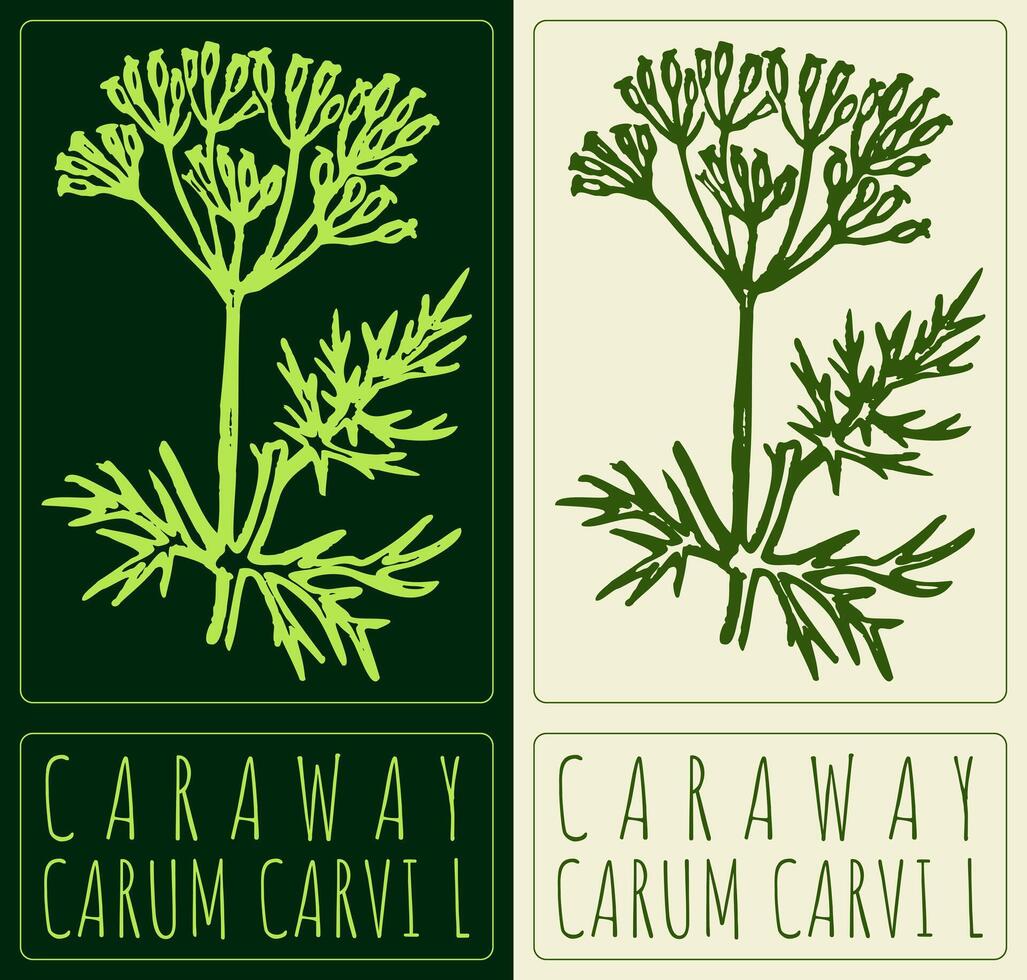 Drawing CARAWAY. Hand drawn illustration. Latin name is ROSA CARUM CARVI L. vector