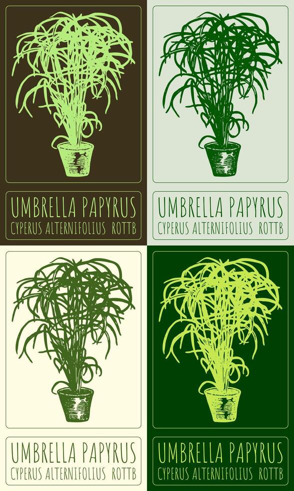 Set of drawing UMBRELLA PAPYRUS in Chinese in various colors. Hand drawn illustration. Latin name is CYPERUS ALTERNIFOLIUS ROTTB. vector