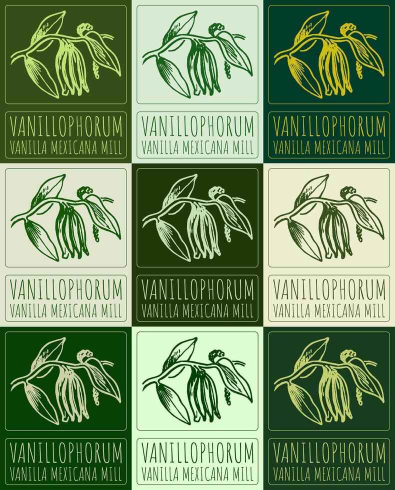 Set of drawing VANILLOPHORUM in various colors. Hand drawn illustration. Latin name is VANILLA MEXICANA MILL. vector