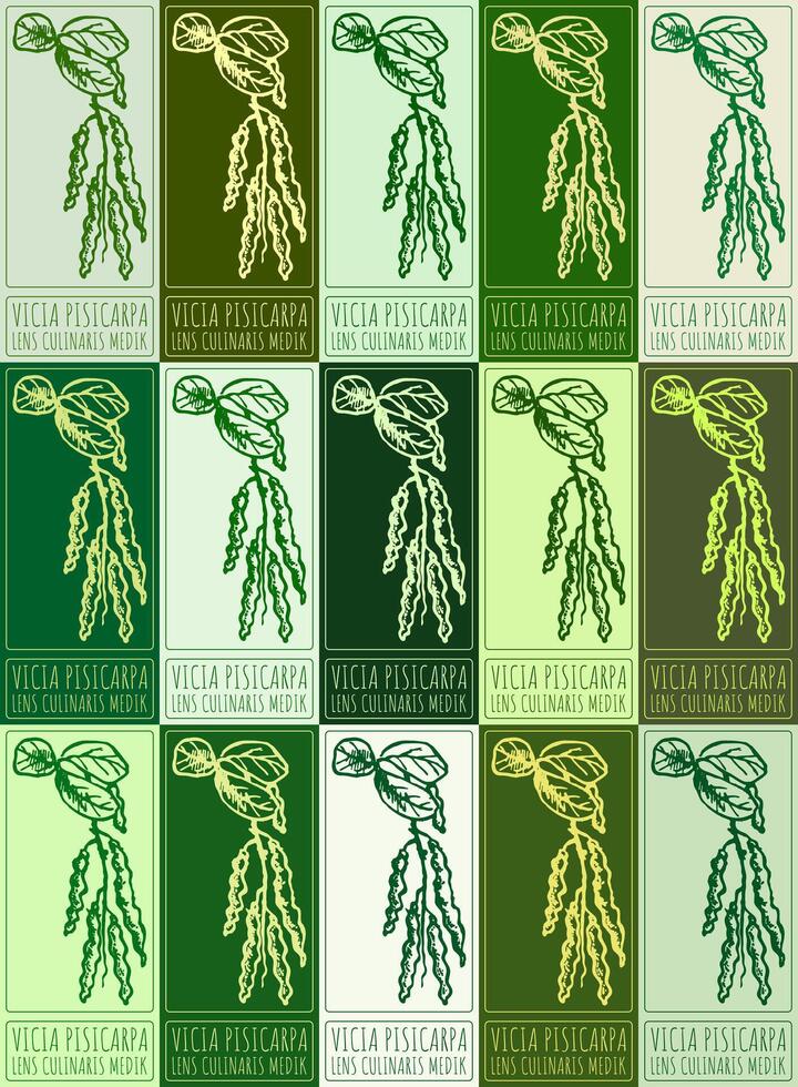 Set of drawing VICIA PISICARPA in various colors. Hand drawn illustration. Latin name is LENS CULINARIS MEDIK. vector