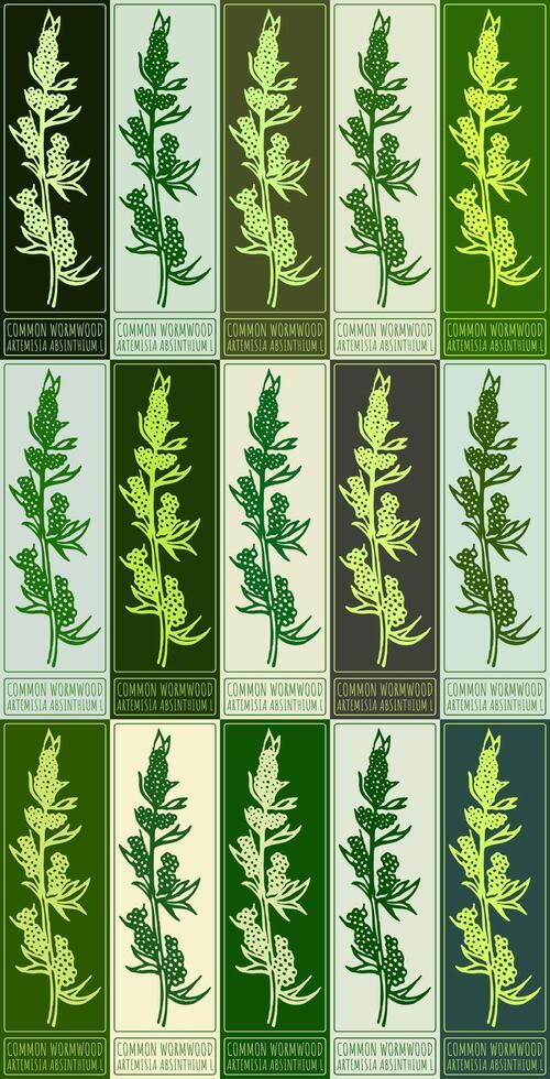 Set of drawing COMMON WORMWOOD in various colors. Hand drawn illustration. Latin name is ARTEMISIA ABSINTHIUM L. vector