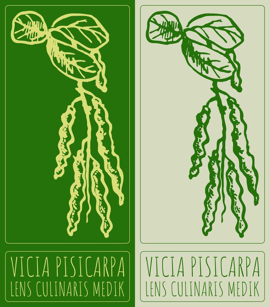 Drawing VICIA PISICARPA. Hand drawn illustration. Latin name is LENS CULINARIS MEDIK. vector