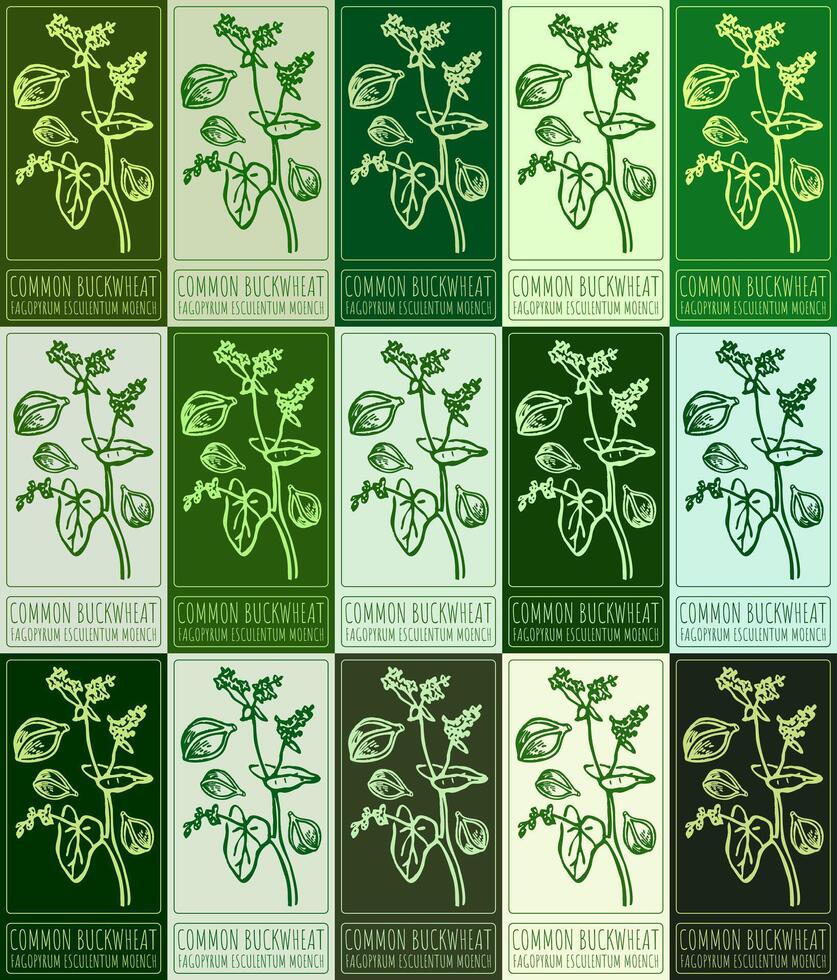 Set of drawing COMMON BUCKWHEAT in various colors. Hand drawn illustration. Latin name is FAGOPYRUM ESCULENTUM MOENCH. vector