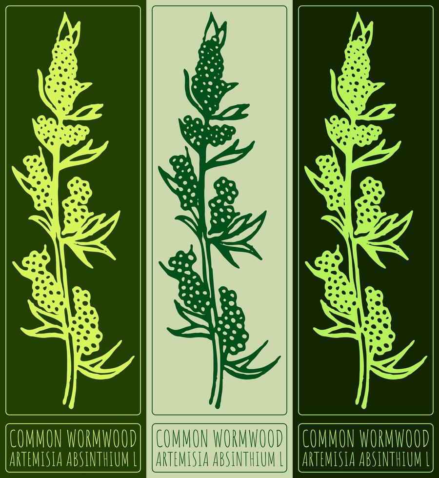 Drawing COMMON WORMWOOD. Hand drawn illustration. Latin name is ARTEMISIA ABSINTHIUM L. vector