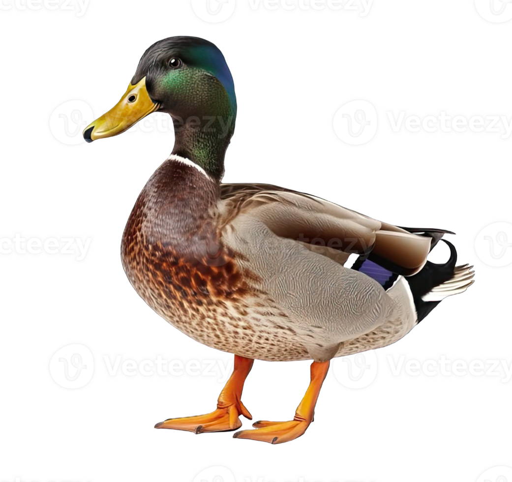 . Wildlife duck isolated on a transparent background. png