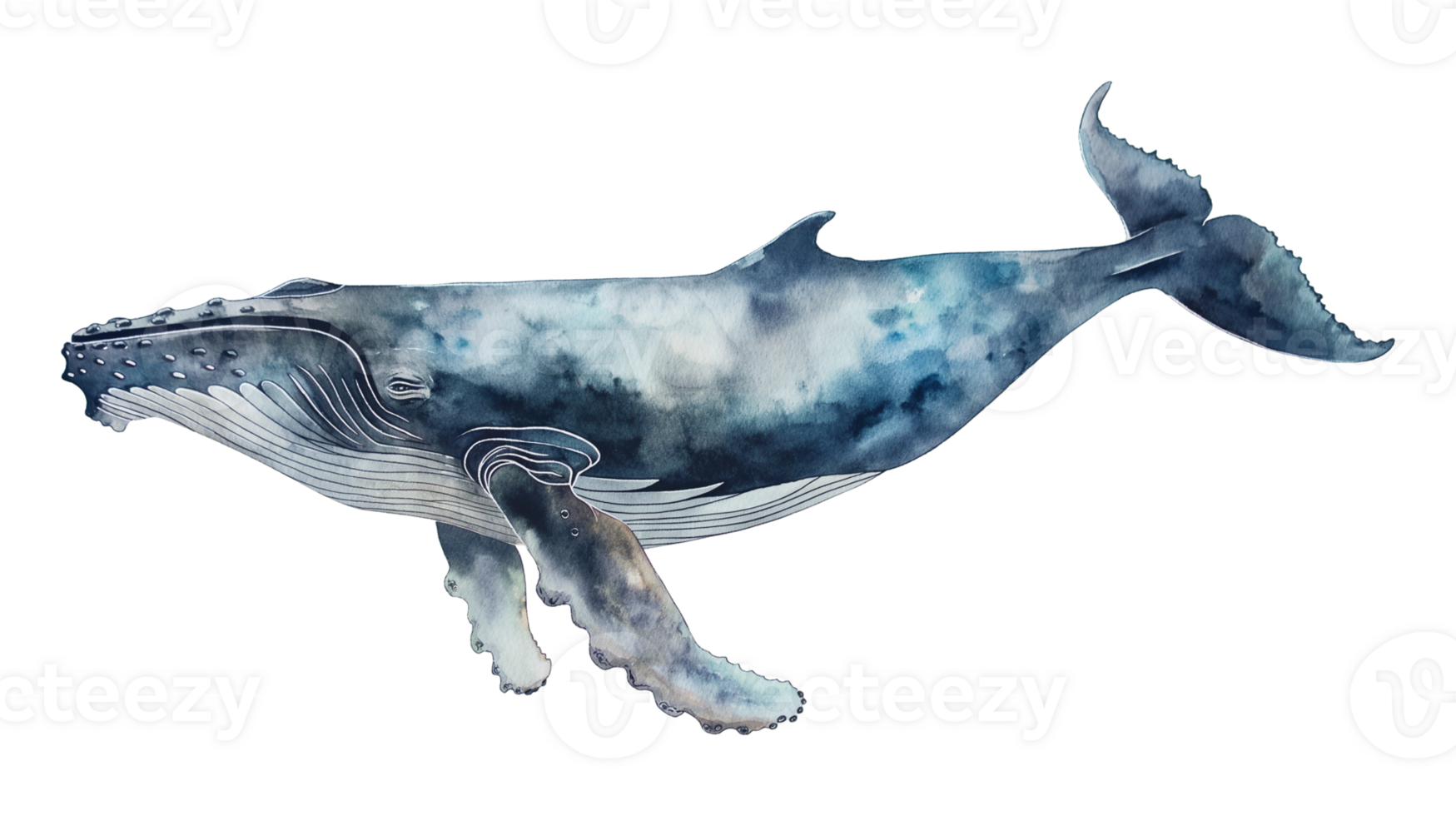 A blue whale is swimming in the ocean. The whale is large and majestic, with a long tail and a big fin. The water is calm and clear, and the sky is blue and cloudless. The scene is peaceful and serene png