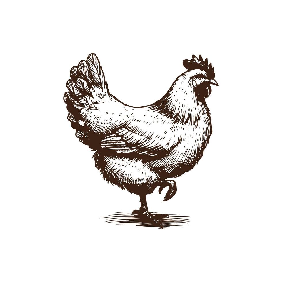 Detailed Sketch of a Hand Drawn Chicken vector