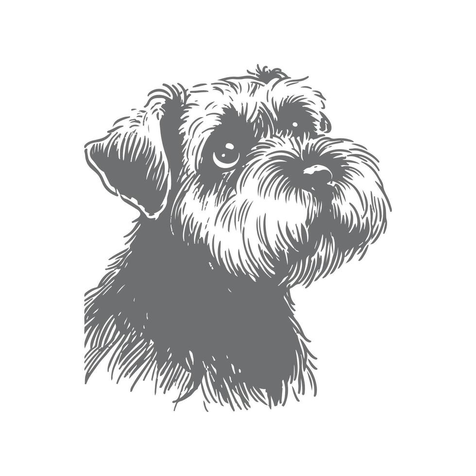 Hand Drawn Miniature Schnauzer Sketch vector