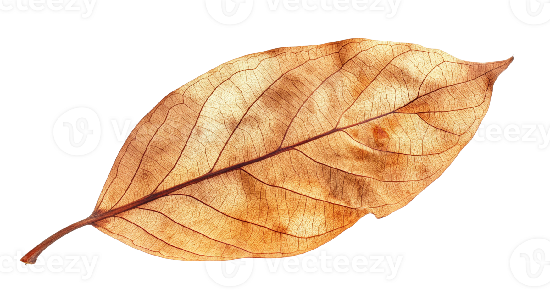 A leaf is shown in a close up, with the veins clearly visible. The leaf is brown and he is dried out png