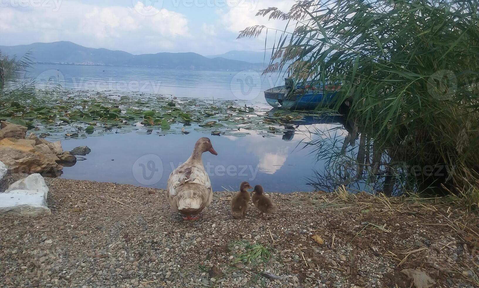 A goose with two goslings on the shore of Lake Ohrid, Macedonia photo