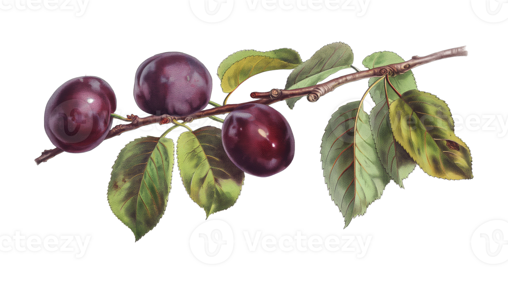 A branch with three purple plums hanging from it. The plums are ripe and ready to be picked png