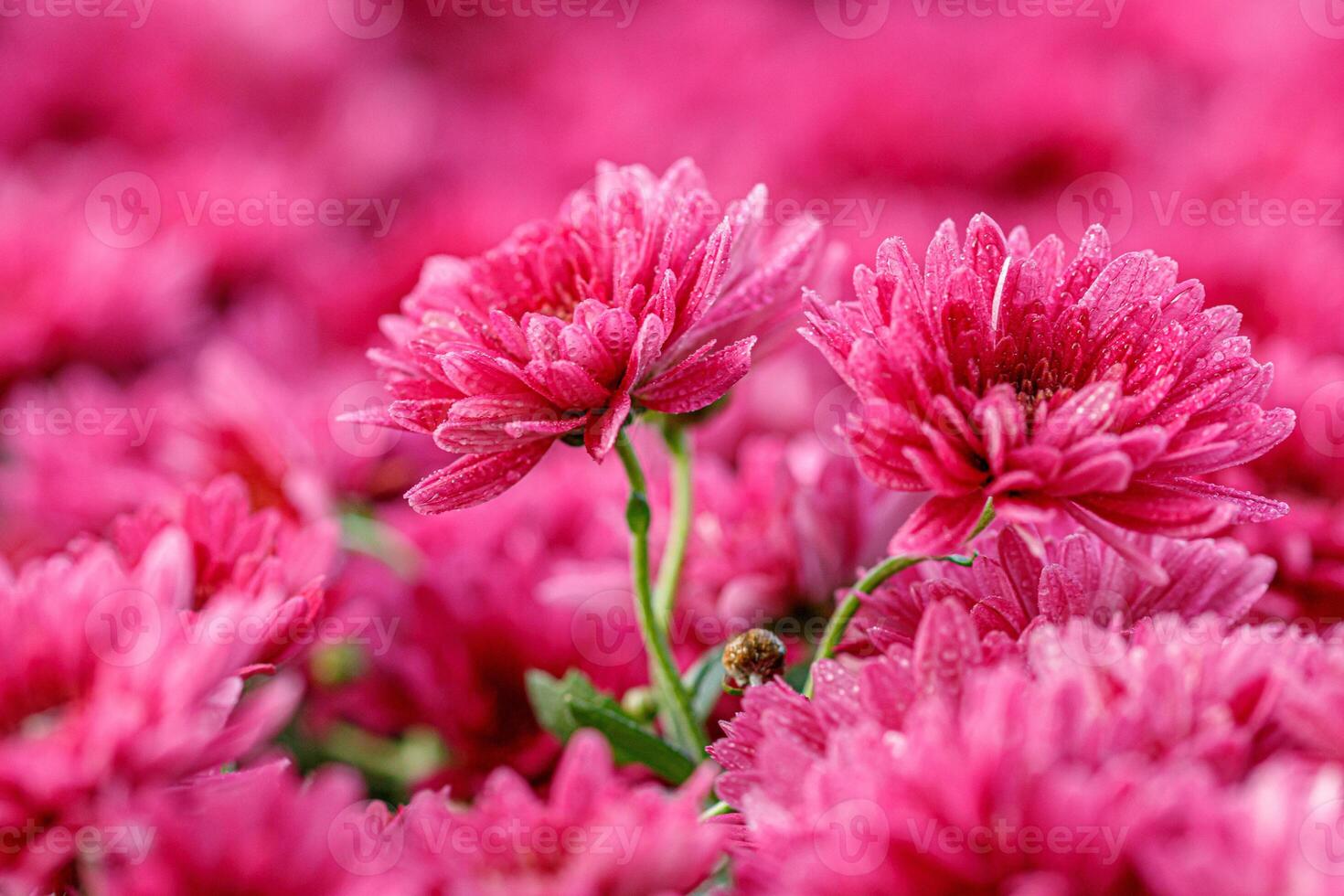 multi-colored flower beds of beautiful chrysanthemums photo