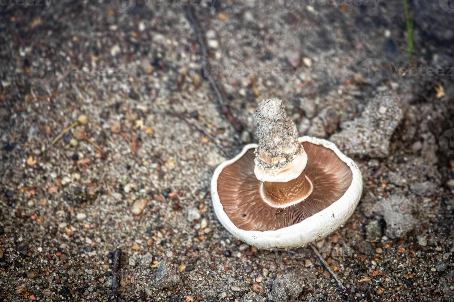 White mushroom lying on a sandy ground upside down showing a texture under the head photo