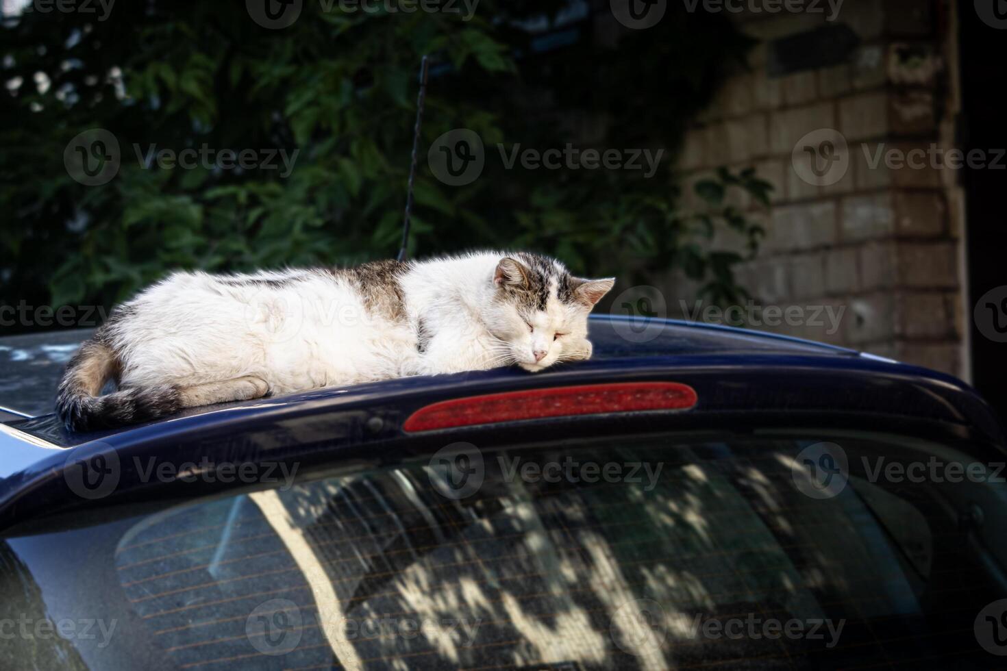 Old cat sleeping on a black car roof near the glass resting in shadow on summer day photo