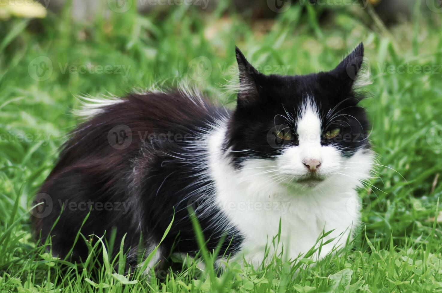 Cat on the park bushes photo
