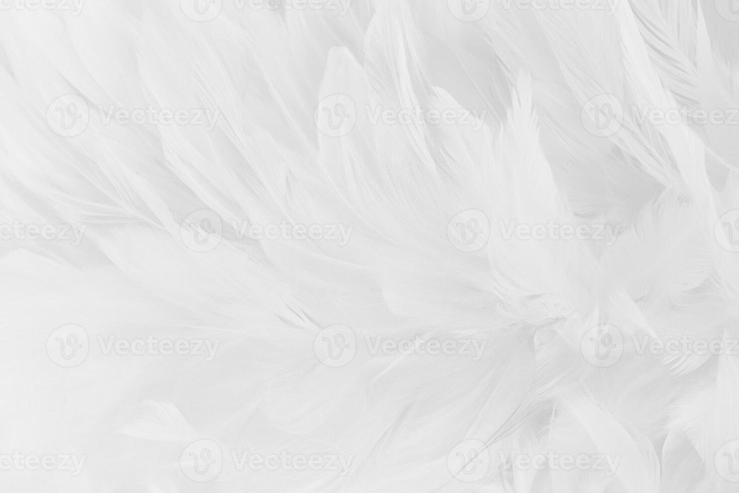 Close-up of White and Grey Bird Feathers Texture Background photo