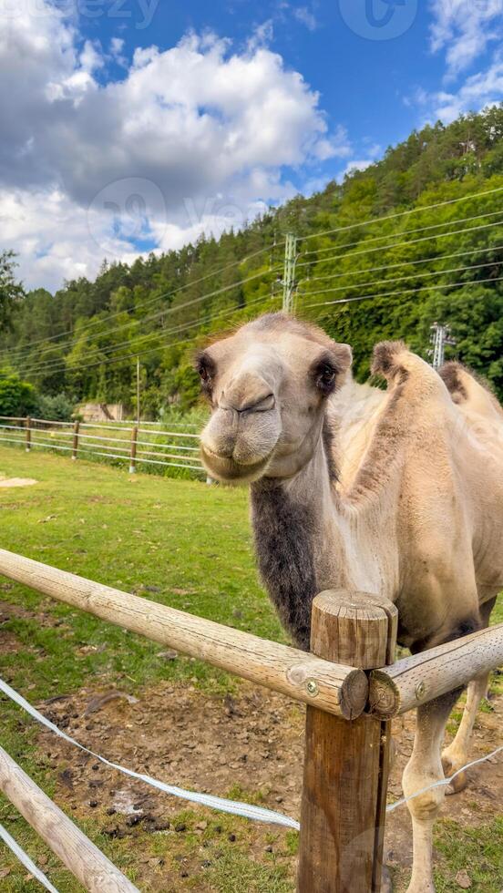 Portrait of a double-humped camel, or bactrianwith a coat on a sunny day photo