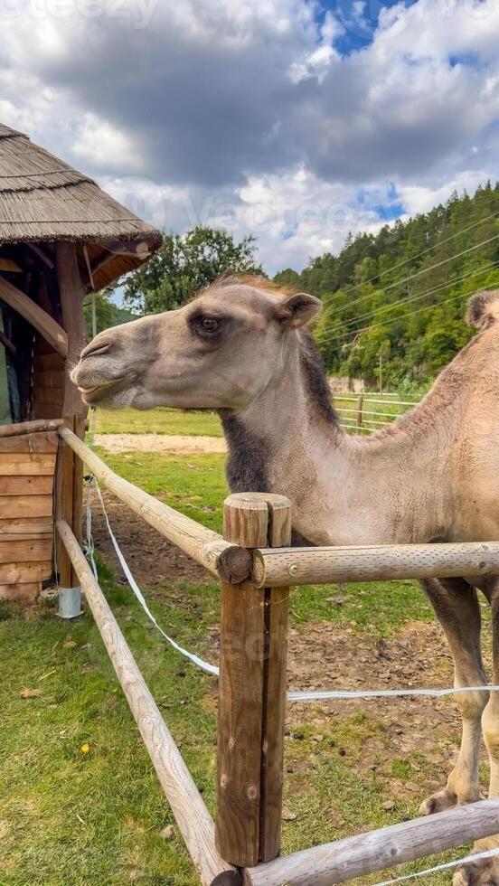 Portrait of a double-humped camel, or bactrianwith a coat on a sunny day photo