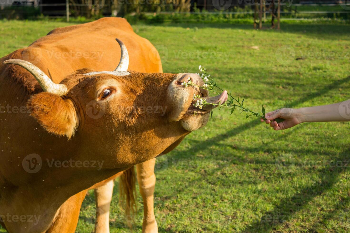 cow resting on a pasture, with blue sky and white clouds in the background photo