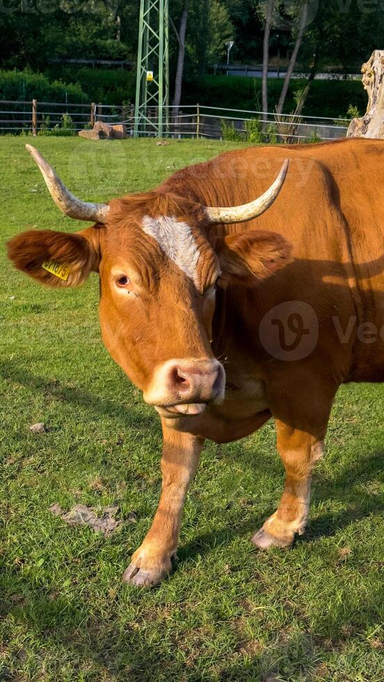 cow resting on a pasture, with blue sky and white clouds in the background photo