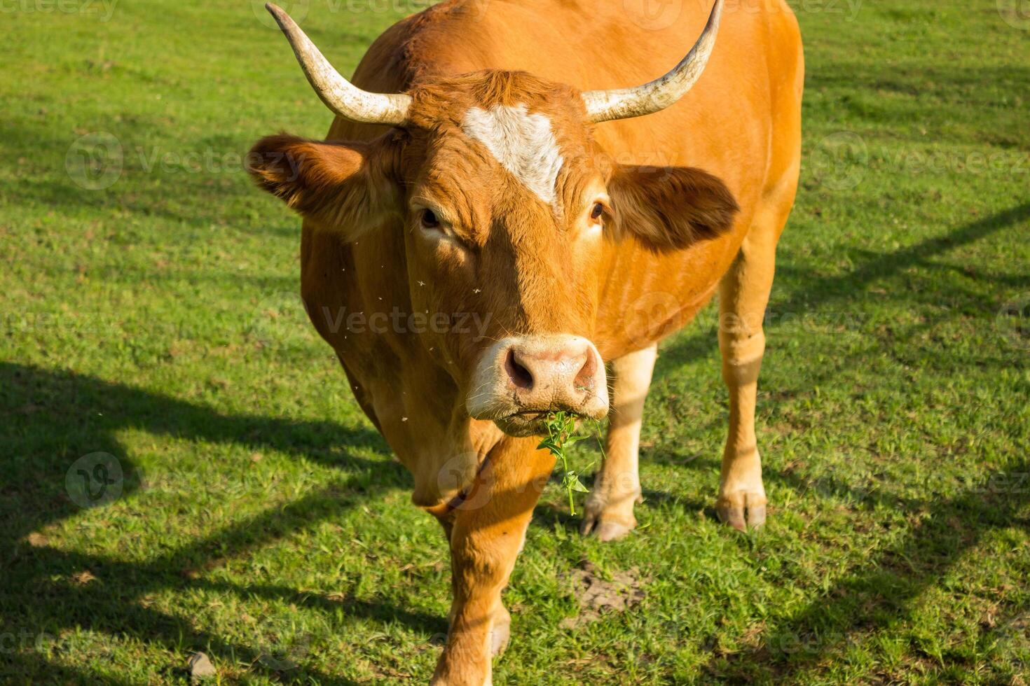 cow resting on a pasture, with blue sky and white clouds in the background photo