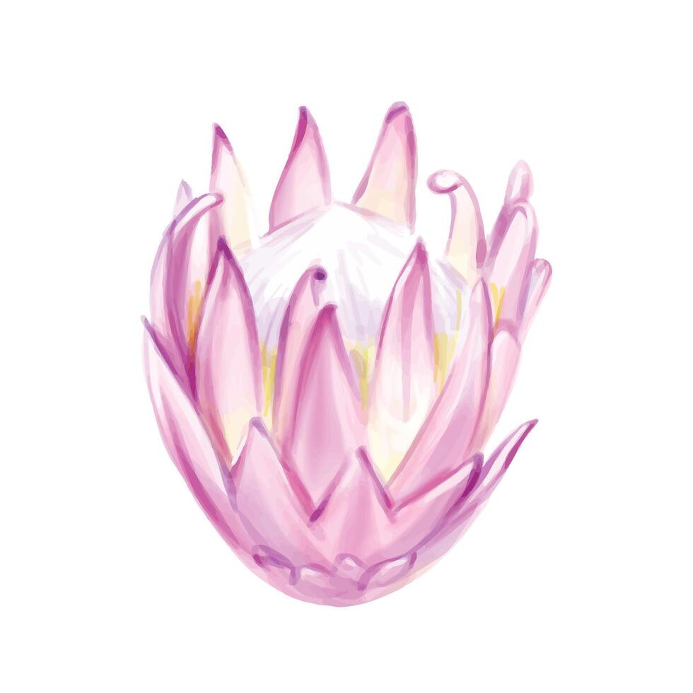 Watercolor pink Protea. Tropical botany. Exotic gentle and romantic flower. Isolate for creating wedding invitations, cards vector