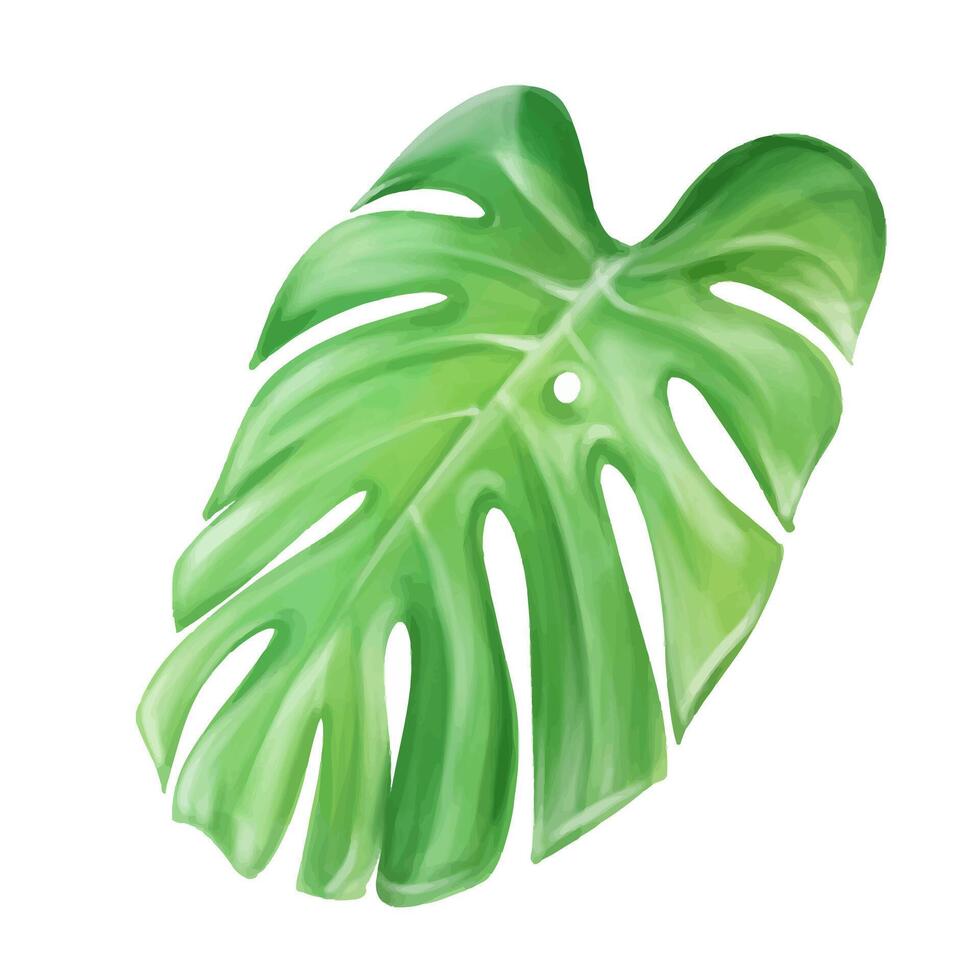 Watercolor monstera leaf isolated on white background. Hand drawn illustration for design. vector