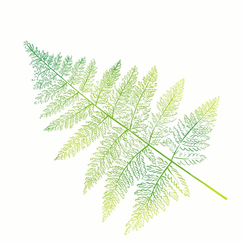 Watercolor sprig of fern. Tropical leaf. Forest plants, botany. vector