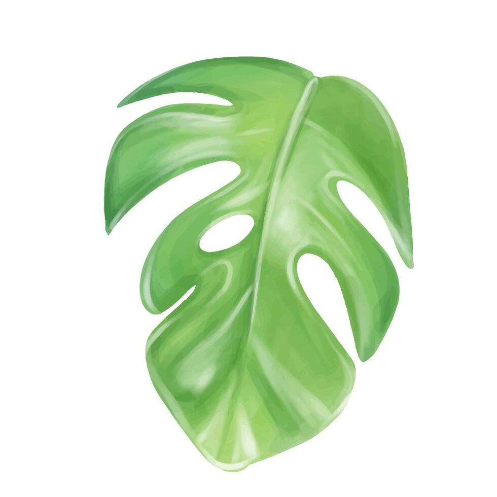 Monstera tropical leaves isolated on white. Watercolor illustration for design. vector