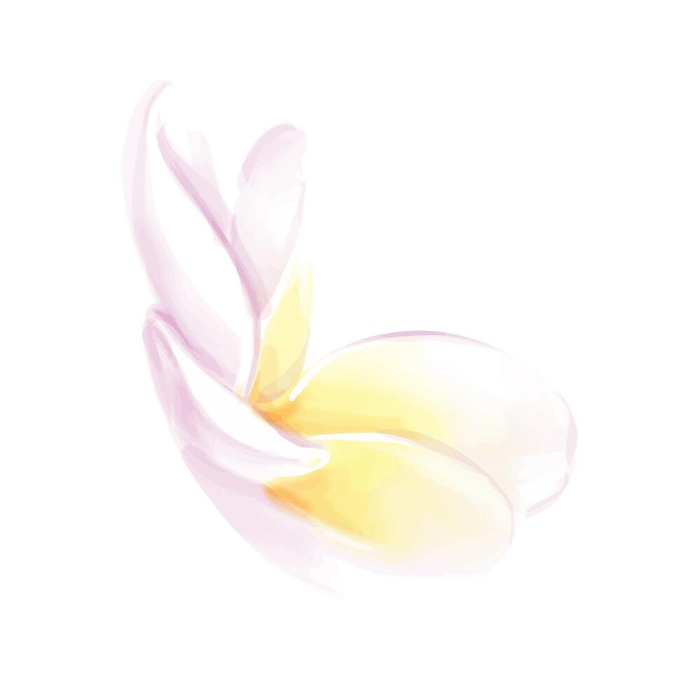 Hand drawn watercolor. Plumeria flower. frangipani flower. Illustration isolated on white background. vector