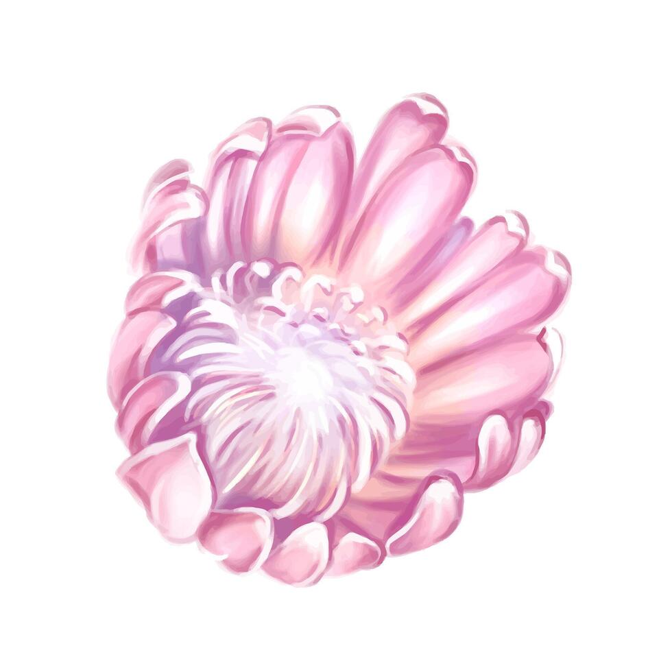 . Exotic gentle and romantic flower. Isolate for creating wedding invitations, cards vector