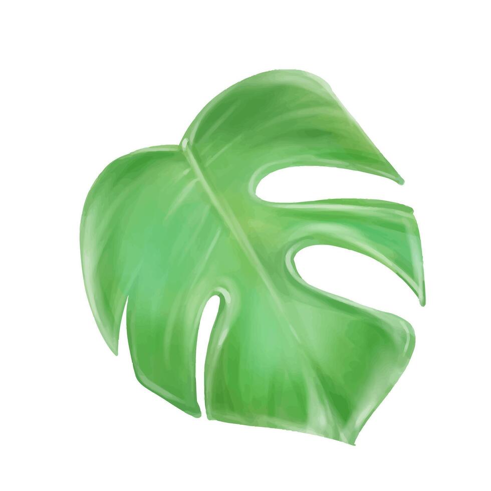 Watercolor Monstera leaf. Exotic, summer, fresh Isolate for creating wedding invitations, cards. Tropical plants, botany. vector