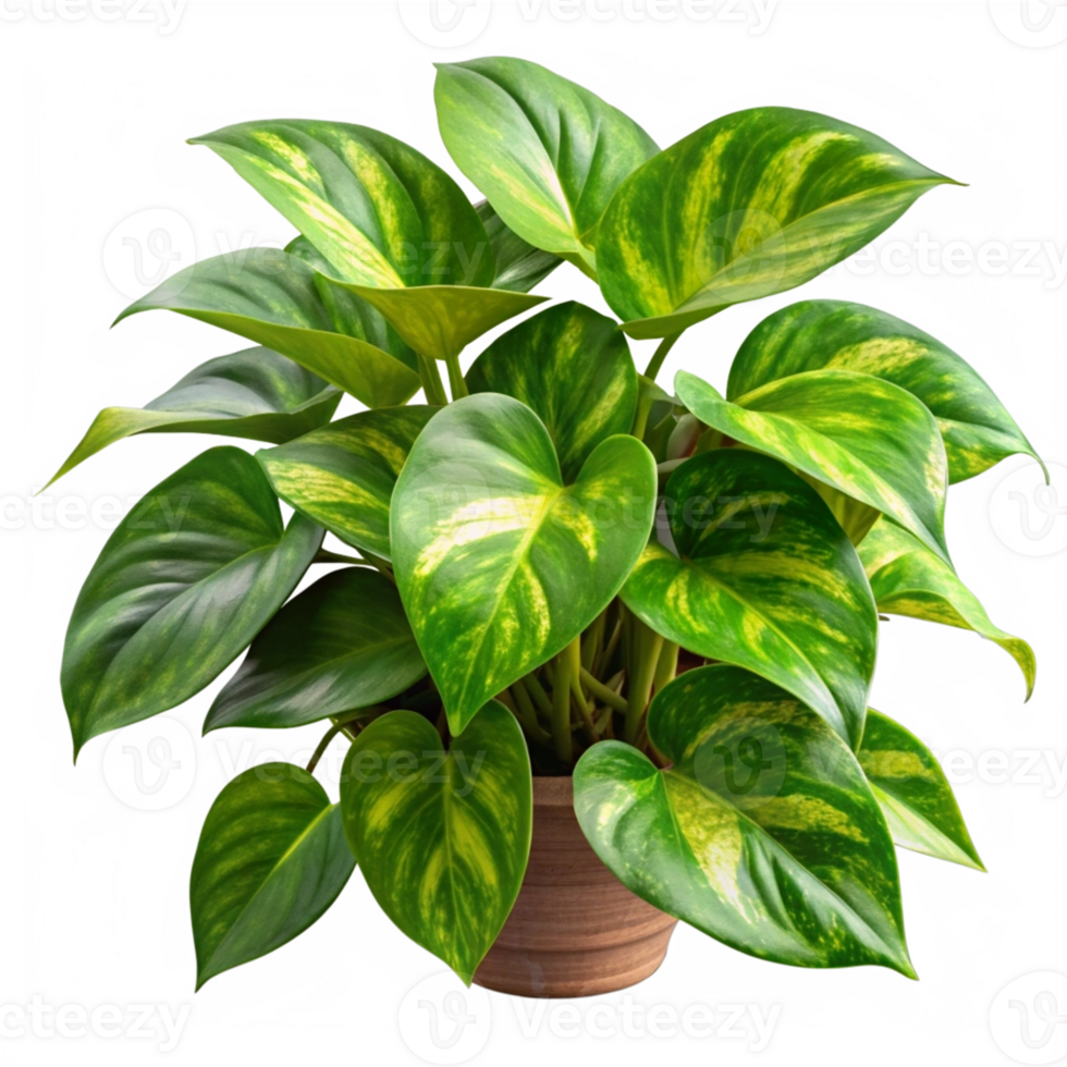 Lush Green Money Plant in a Pot png