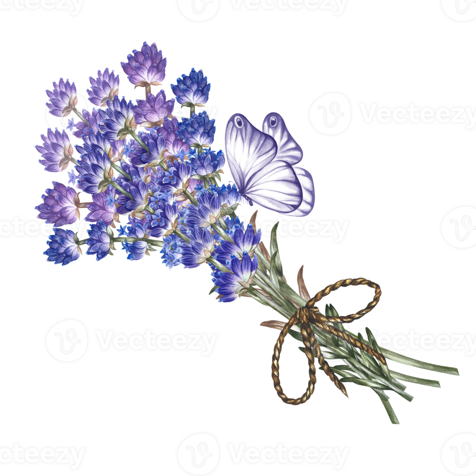 Lavender bouquet - beautiful, fragrant purple flowers. A hand-drawn watercolor illustration. Highlight it. An element of the design of packaging, postcards and labels. For banners, flyers and posters. png