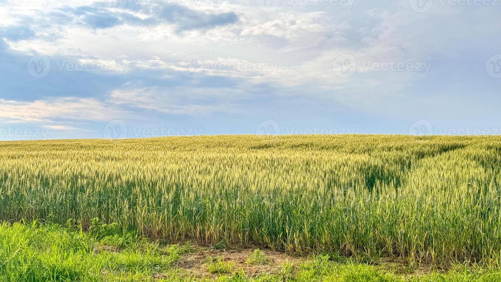 Meadow of wheat on sundown. Nature composition. photo