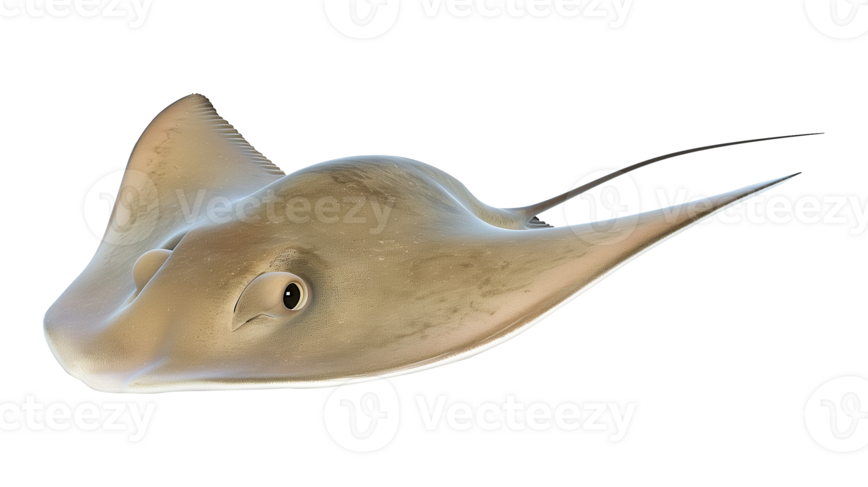Stingray Isolated on Transparent Background png