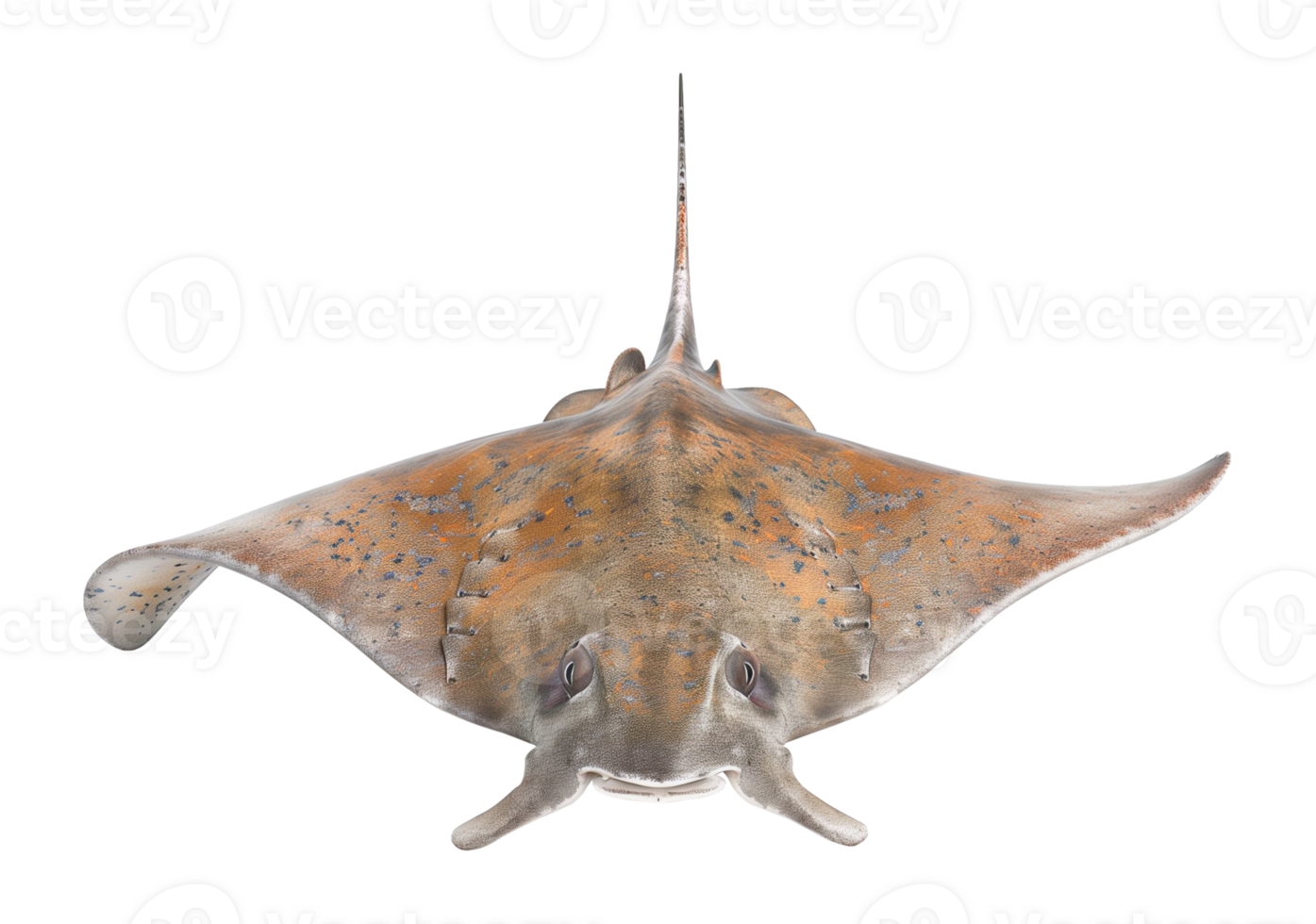 Stingray Front View Isolated on Transparent Background png