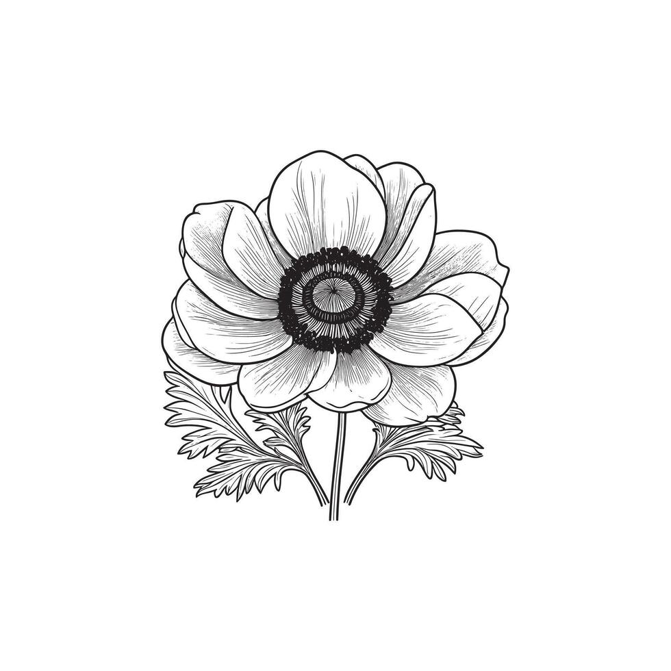 Anemone flower collage , line art design black and white vector