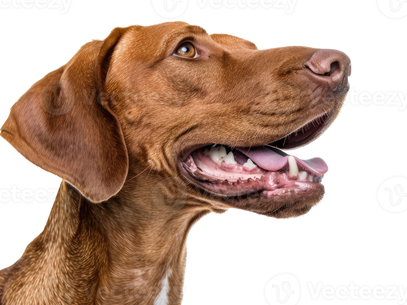 Hungarian Vizsla Portrait png