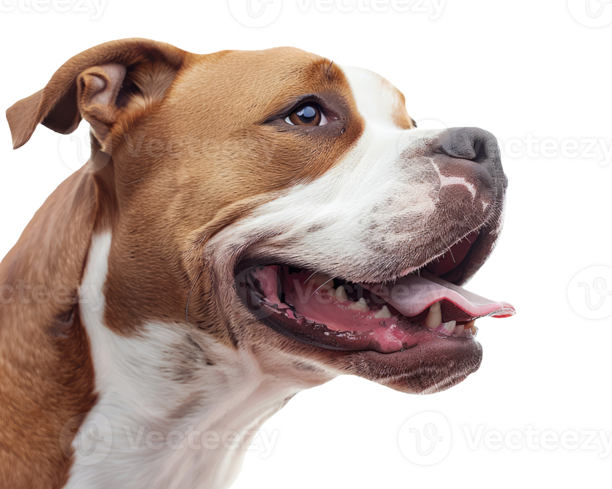 Pitbull, Side View png