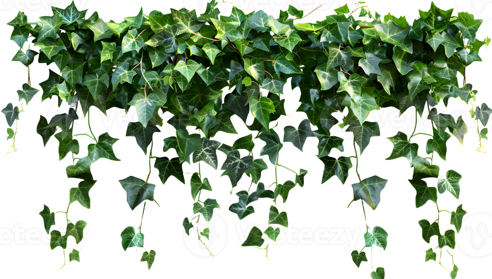 Sasha green ivy hanging png