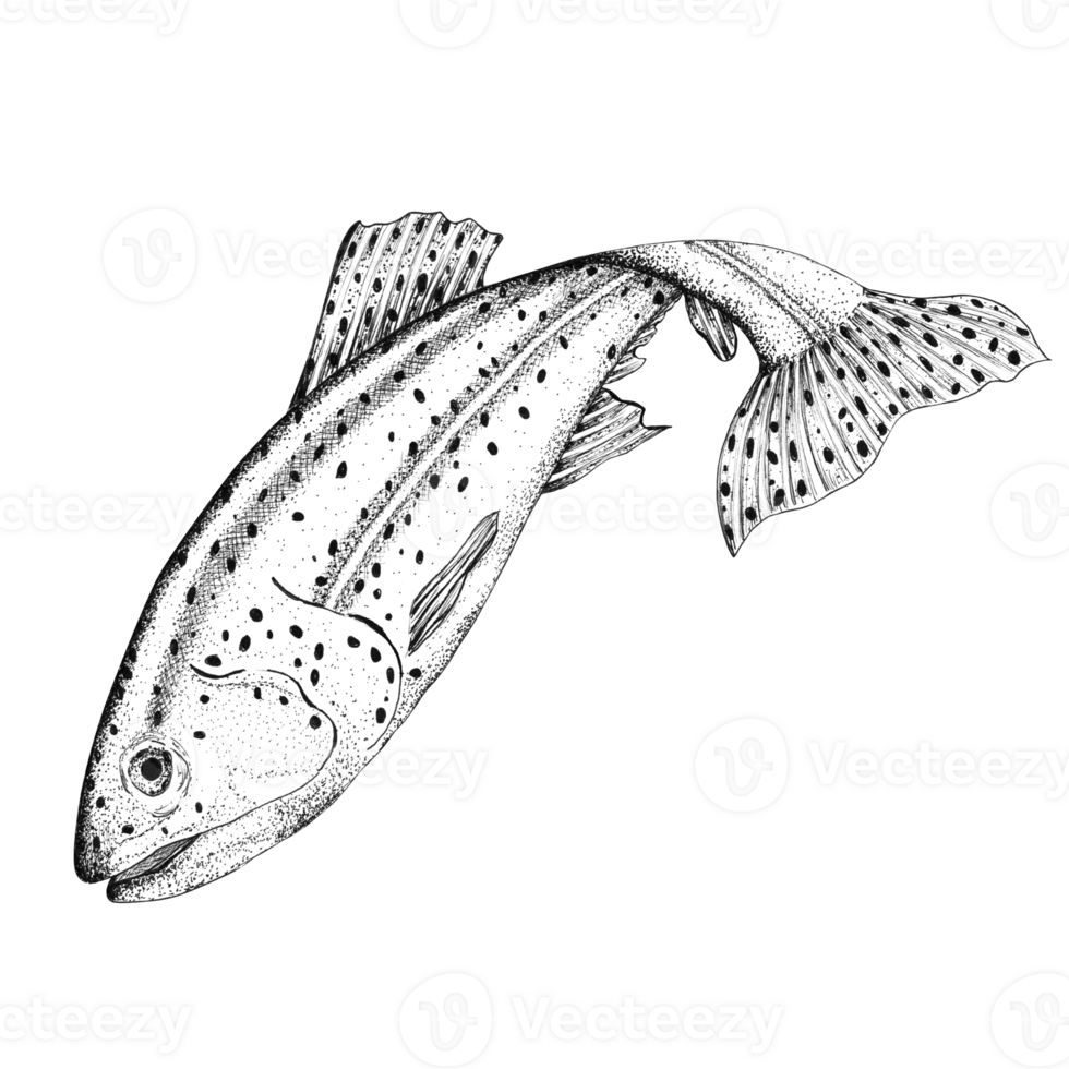 Swimming rainbow trout. Freshwater river fish. Fishing clipart. Black and white line art. Hand-drawn ink illustration png