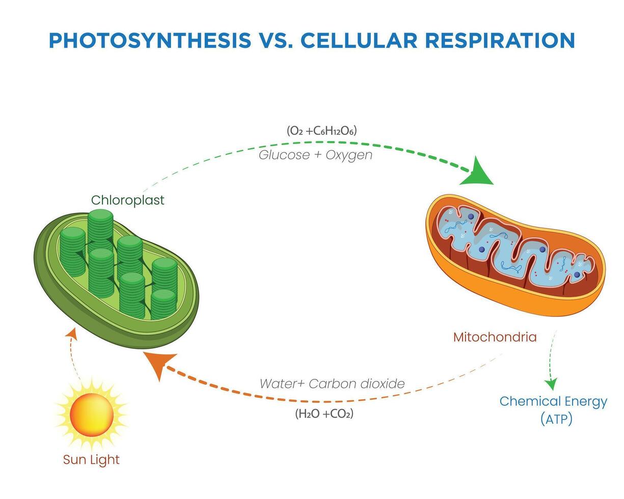 Energy Transformations Photosynthesis and Cellular Respiration in Living Organisms vector