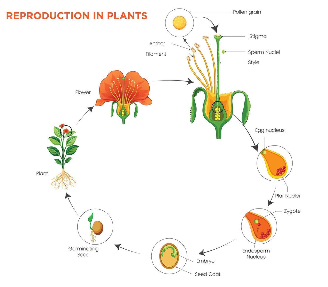 Plant Reproduction Pollination, Fertilization, and Seed Formation Explained vector