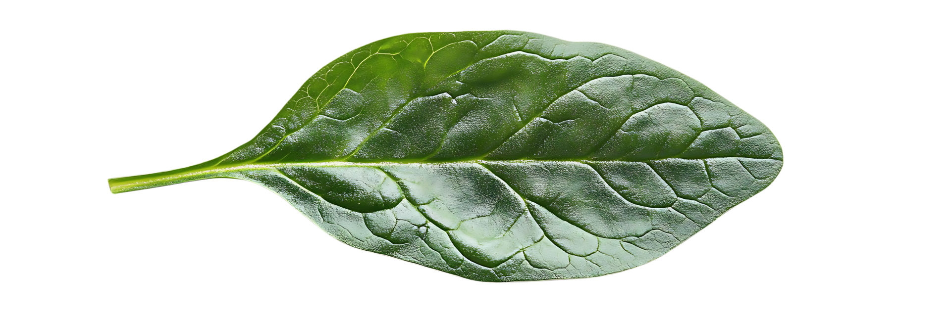 Single Spinach Leaf with a Transparent Background A Close-Up View of Nature's Bounty png