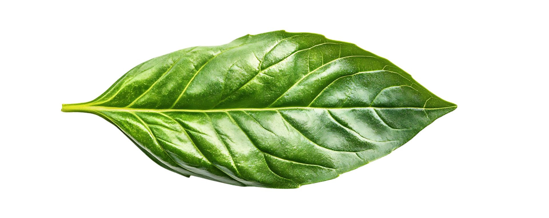 A Single Green Leaf with a Transparent Background A Macro View of Nature's Detail png
