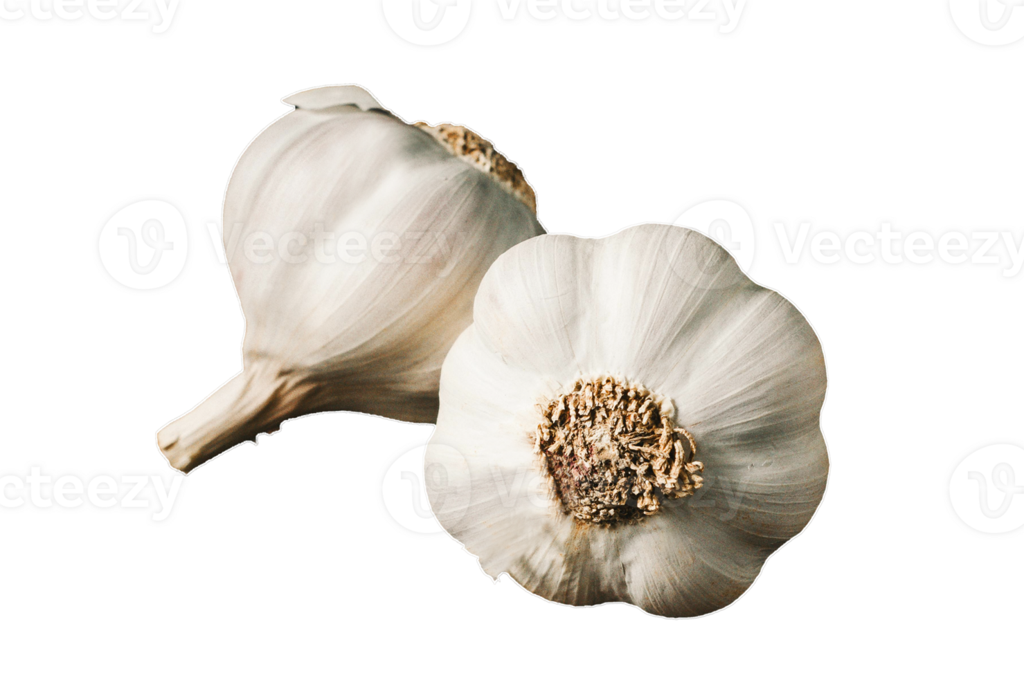 fresh garlic isolated png